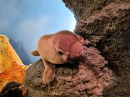 2024_Bury_02_Steiff_023