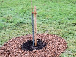 2024 Baumpflanzung Schorndorf