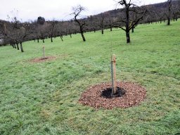 Baumpflanzung Schorndorf 002