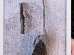 Baumpflanzung Schorndorf 003