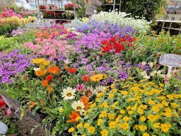 Tulle 2024 - 05.226 Impressionen