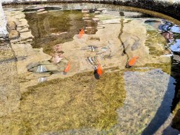 Tulle 2024 - 08.290 Aubazine