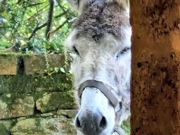 Tulle 2024 - 08.293 Aubazine