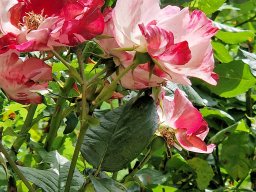 Tulle 2024 - 08.297 Aubazine