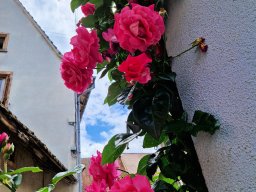 Tulle 2024 - 13.472 Eguisheim